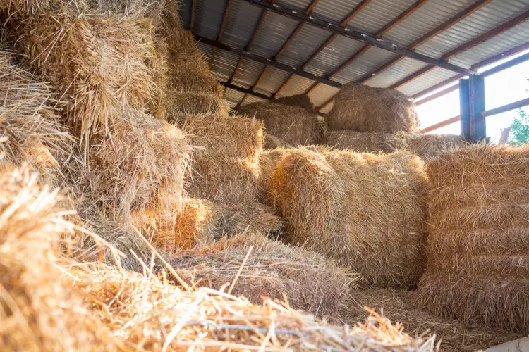 Differences Between Alfalfa and Grass Hay Explained Athens, TX Differences Between Alfalfa and Grass Hay Explained Athens, TX