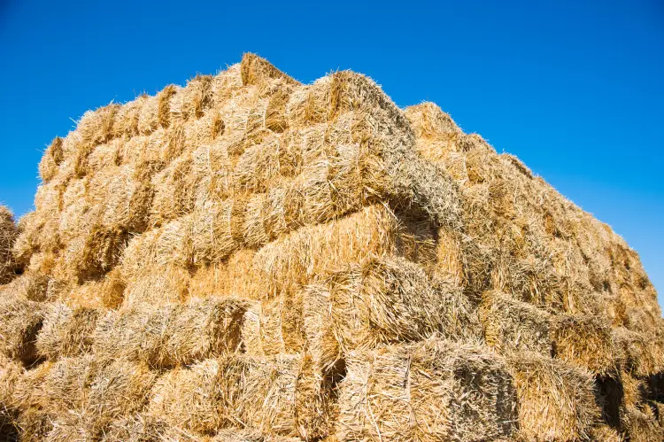 Differences Between Alfalfa and Grass Hay Explained in Athens, TX Differences Between Alfalfa and Grass Hay Explained in Athens, TX