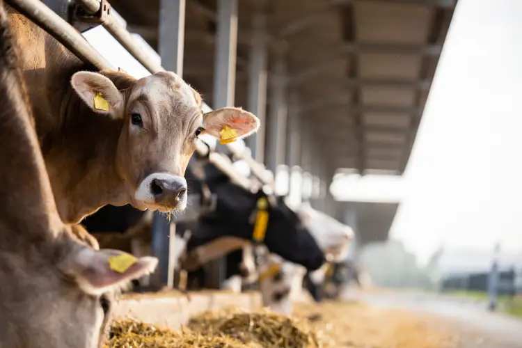 How Feed Quality Affects Livestock Growth Rates in Athens, TX How Feed Quality Affects Livestock Growth Rates in Athens, TX