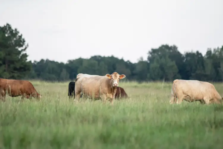 How Pasture Rotation Improves Cattle Health Athens, TX How Pasture Rotation Improves Cattle Health Athens, TX