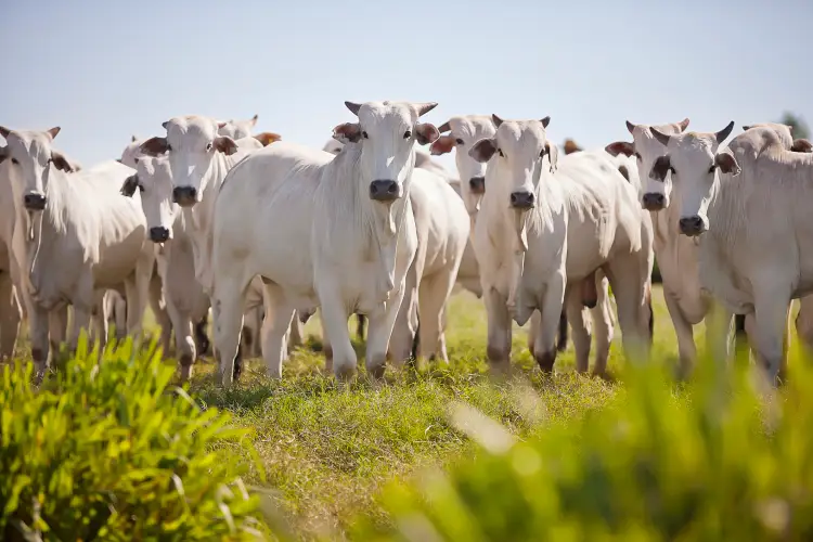 How Pasture Rotation Improves Cattle Health in Athens, TX How Pasture Rotation Improves Cattle Health in Athens, TX