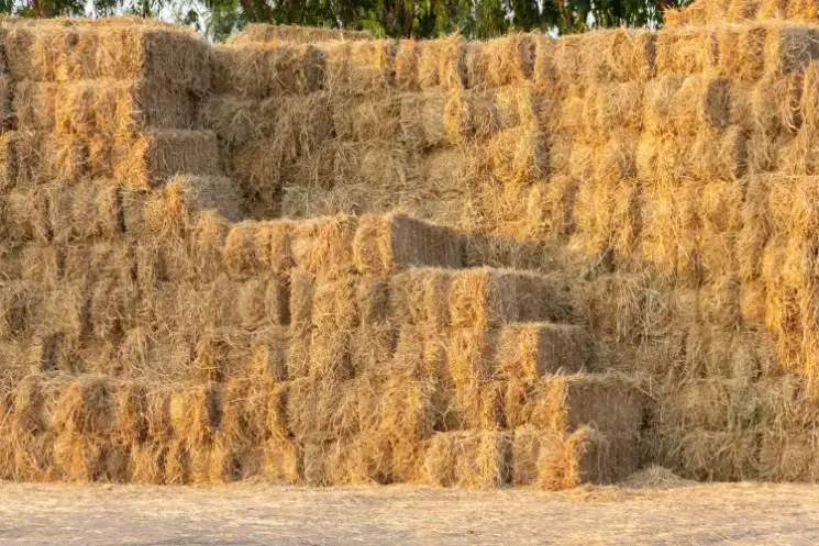 How to Choose the Right Hay for Livestock Needs Athens, TX How to Choose the Right Hay for Livestock Needs Athens, TX