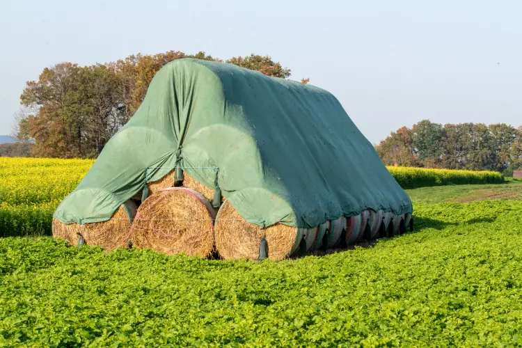 How to Choose the Right Hay for Livestock Needs in Athens, TX How to Choose the Right Hay for Livestock Needs in Athens, TX