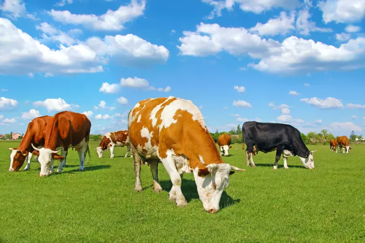 Understanding Cattle Breeds for Ranch Efficiency Athens, TX Understanding Cattle Breeds for Ranch Efficiency Athens, TX