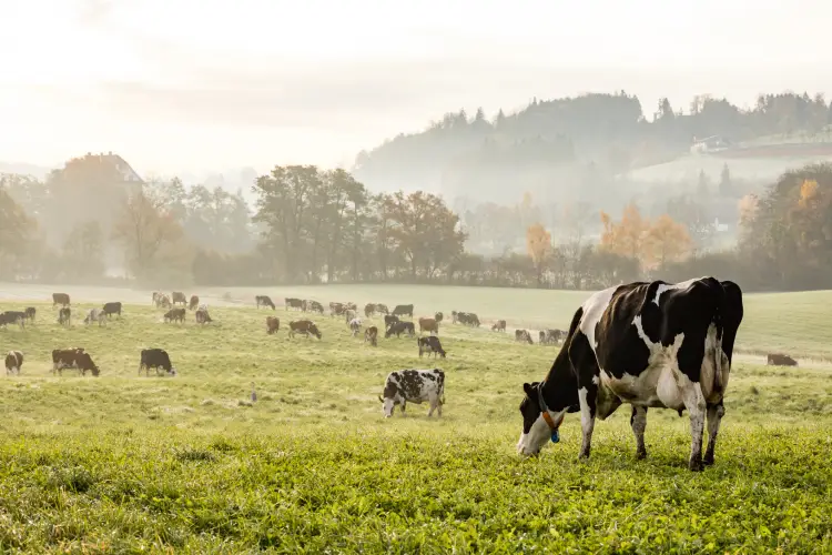 Understanding Cattle Breeds for Ranch Efficiency in Athens, TX Understanding Cattle Breeds for Ranch Efficiency in Athens, TX
